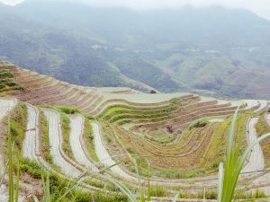 Reisen - Reisplantage in China